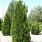 Ялівець китайський "Спартан"