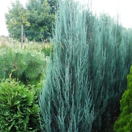 Ялівець скельний "Блу Ароу"