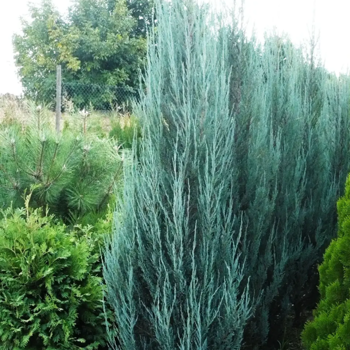 Ялівець скельний "Блу Ароу" Ялівець скельний "Блу Ароу"