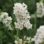 Лаванда вузьколиста Edelweiss (Едельвейс) - Зображення 2