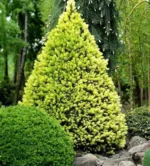 Ялина Рейнбоуз С3