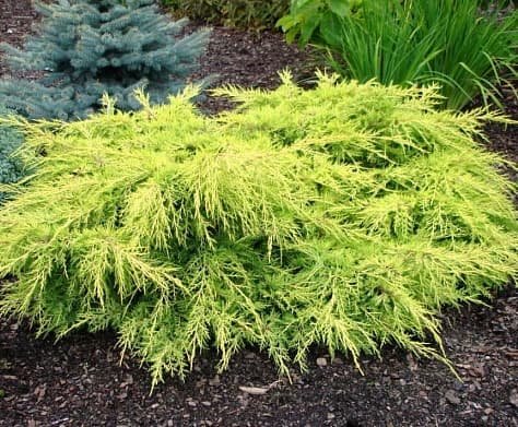 edf51225a70e3b19476b37aaf07dc569 ялівець середній Голд Стар - Зображення 1