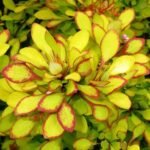 Барбарис Марія С2 - Зображення 2