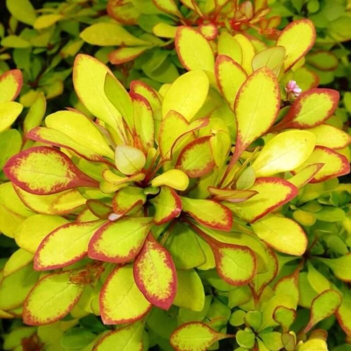 Барбарис Марія С2 - Зображення 2