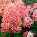 Гортензія Меджікел Кендл (C5)