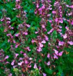 Дубровник вічнозелений