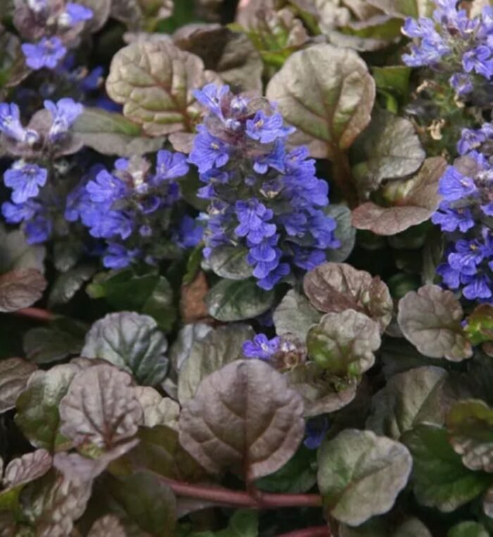 живучка Живучка "Атропурпуреа" - Зображення 1