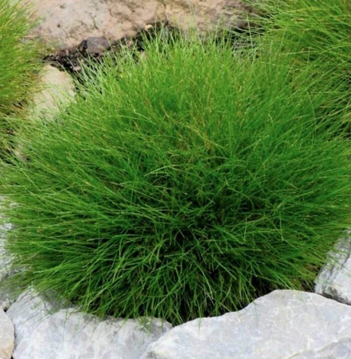 костриця Готьє Костриця Готьє (Р9) - Зображення 1