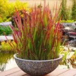 Імперата Ред Барон "Red Baron" Р9