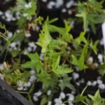 Плющ вузьколистий Sagittifolia С1,5 - Зображення 2