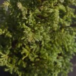 Кипарисовик горохопллідний Булевард С3