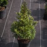 Кипарисовик горохопллідний Булевард С3 - Зображення 2