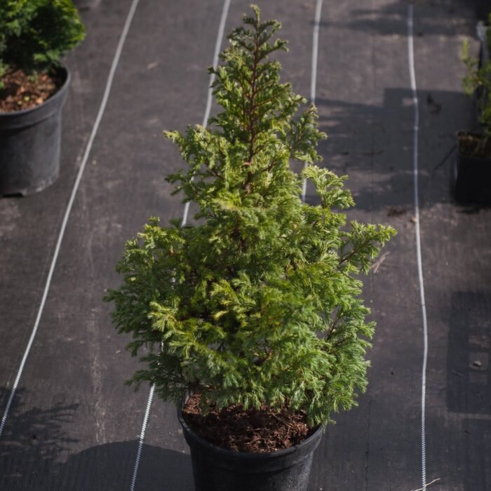 Кипарисовик горохопллідний Булевард С3 - Зображення 2