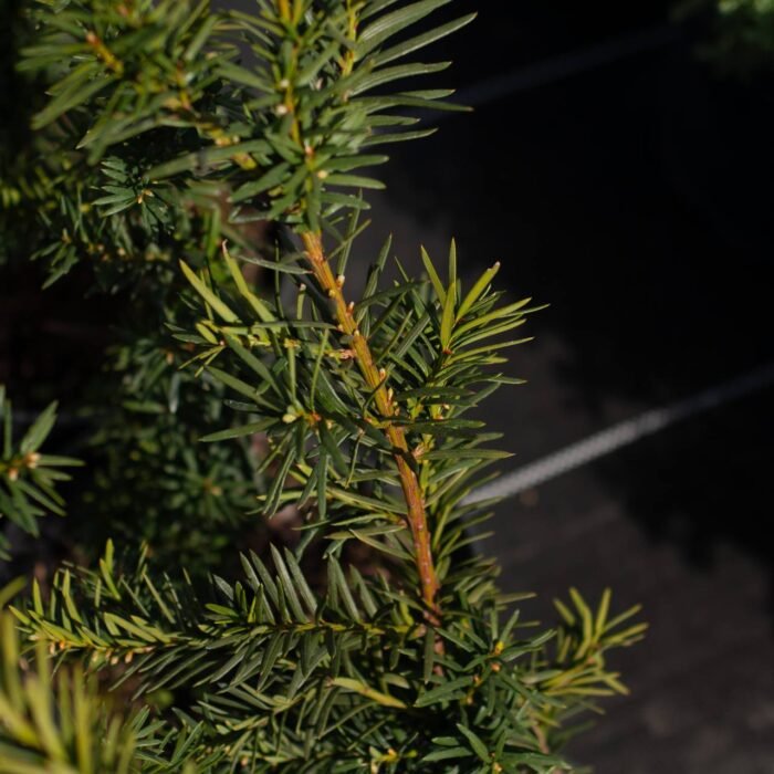 photo_2025-04-24_13-08-49 Тис середній Хіксі C2 - Зображення 1