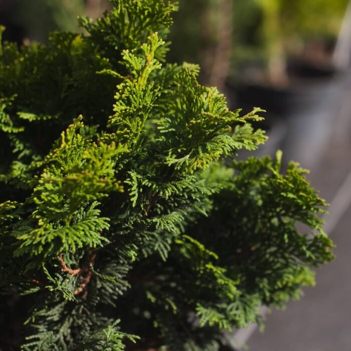 photo_2025-04-24_13-12-40 Кипарисовик туполистий Нана Грациліс С5 - Зображення 1