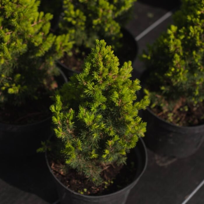 Ялина Рейнбоуз С3 - Зображення 3