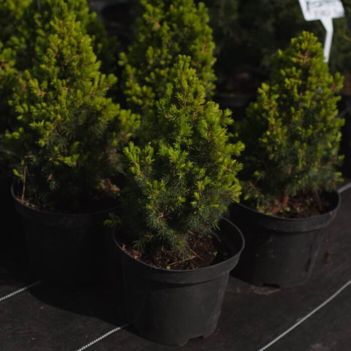 Ялина Рейнбоуз С3 - Зображення 2