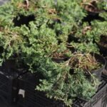 Ялівець горизонтальний Вілтон