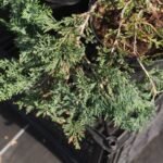 Ялівець горизонтальний Вілтон - Зображення 2