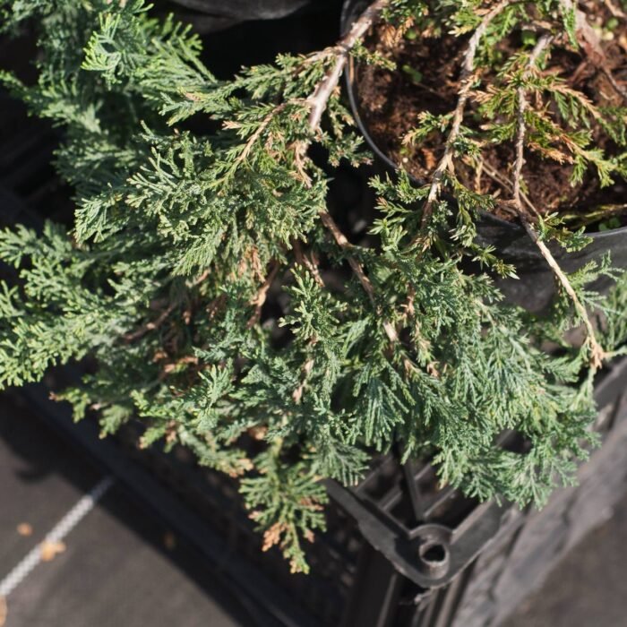 Ялівець горизонтальний Вілтон - Зображення 2