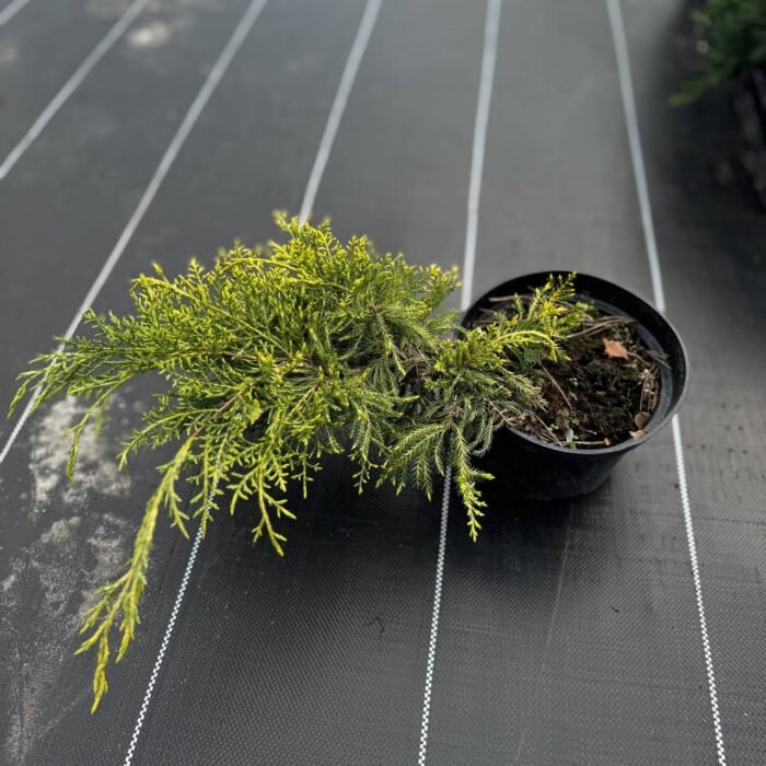 ялівець середній Голд Стар - Зображення 2