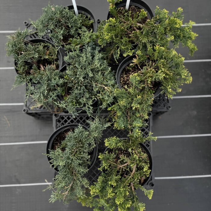 photo_2025-04-24_14-46-09 Ялівець Айс Блу С2 - Зображення 1