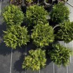 Туя Даніка С2