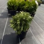 Туя Даніка С2 - Зображення 2