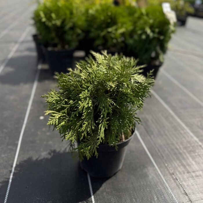 Туя Даніка С2 - Зображення 2