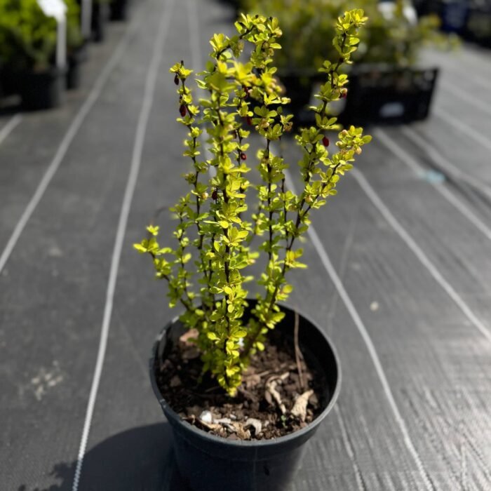 Барбарис Марія С2 - Зображення 1