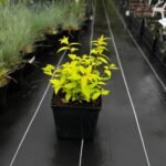 Спірея "Голден Прінцес" С3