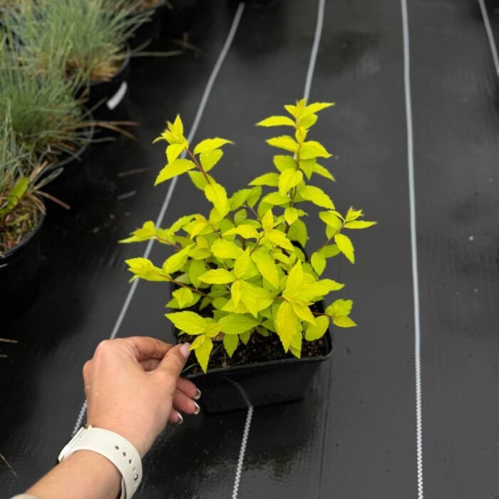 Спірея "Голден Прінцес" С3 - Зображення 2