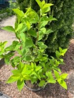 Гортензія Меджікел Кендл (C5) - Зображення 2