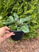 Живучка "Атропурпуреа" - Зображення 2