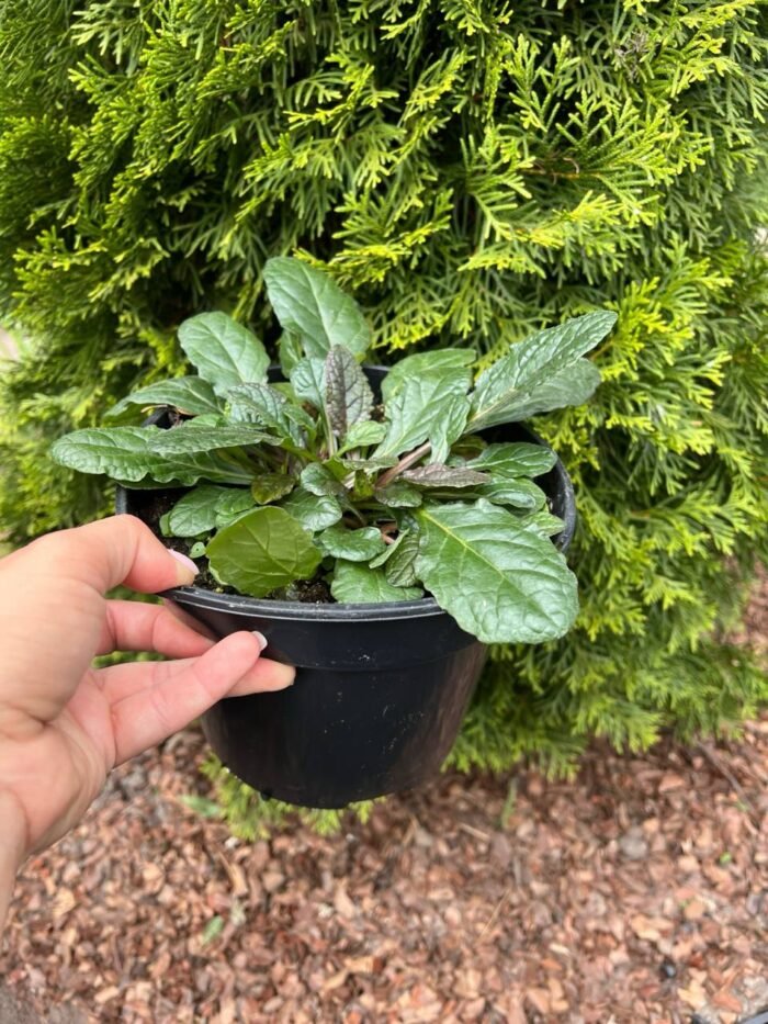 Живучка "Атропурпуреа" - Зображення 2