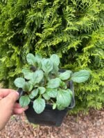 Живучка "Атропурпуреа" - Зображення 3