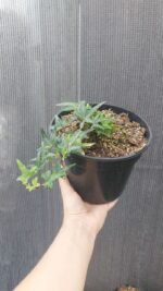 Плющ вузьколистий Sagittifolia С1,5