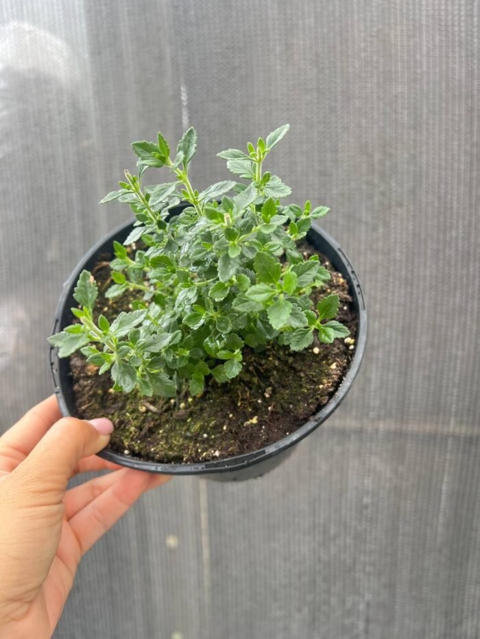 Дубровник вічнозелений - Зображення 2