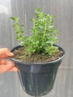 Дубровник вічнозелений - Зображення 3