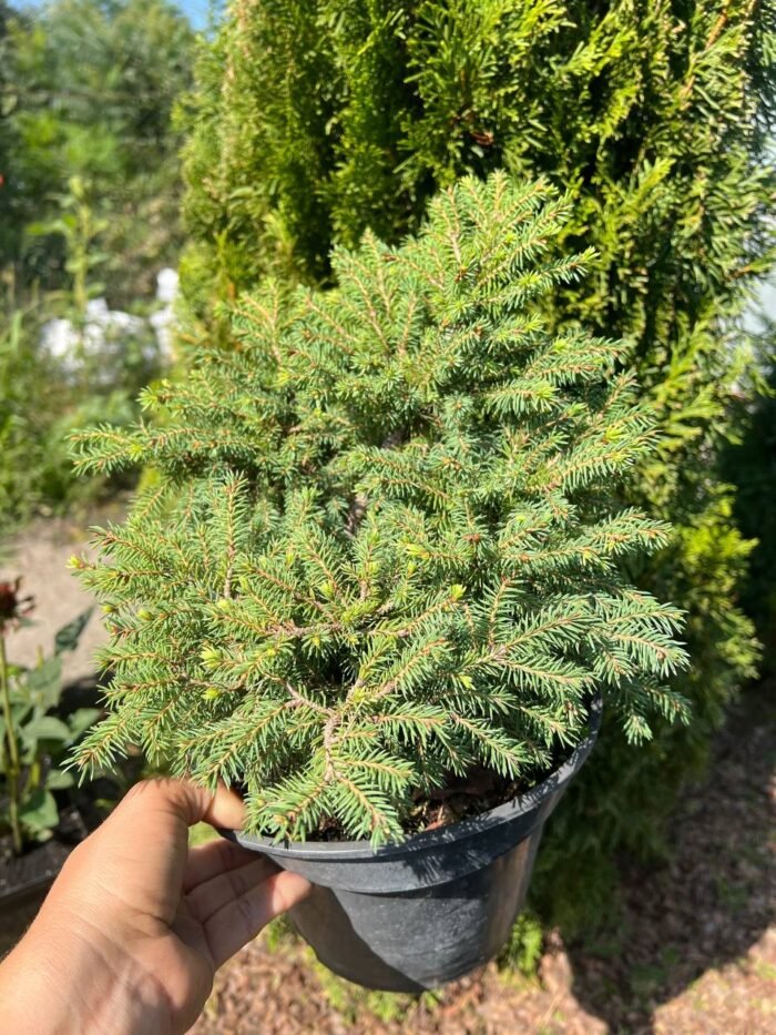 photo_2025-08-14_11-22-59 Ялина Нідіформіс С3 - Зображення 1