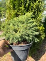 Ялина Нідіформіс С3 - Зображення 2