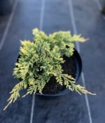 Ялівець Голден Карпет С3/Р9