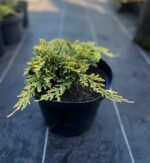 Ялівець Голден Карпет С3/Р9 - Зображення 2