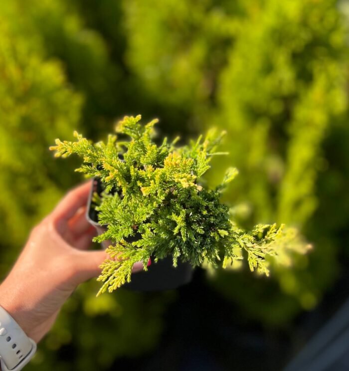 Ялівець Голден Карпет С3/Р9 - Зображення 3