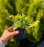 Ялівець Голден Карпет С3/Р9 - Зображення 4