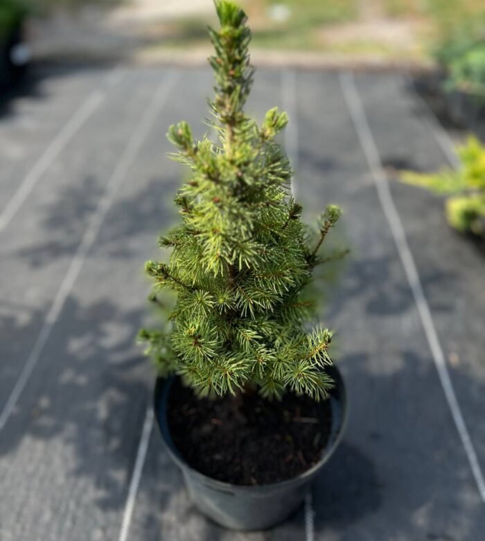 Ялина Рейнбоуз С3 - Зображення 4