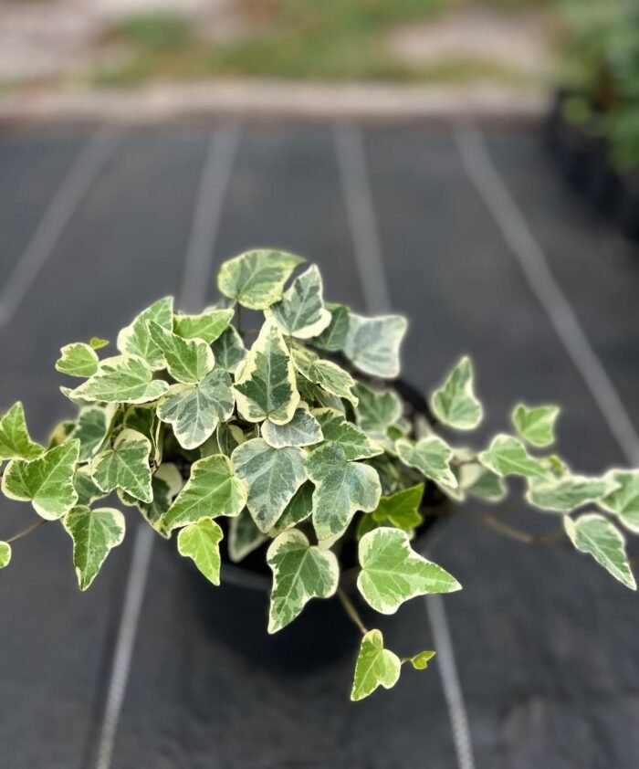 photo_2025-08-26_11-28-52 Плющ Вайт Вандер 10 С1,5 - Зображення 1