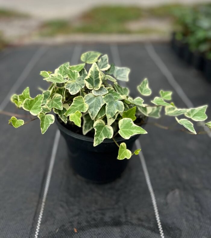 Плющ Вайт Вандер 10 С1,5 - Зображення 2