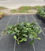 Живучка "Атропурпуреа" - Зображення 5