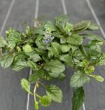 Живучка "Атропурпуреа" - Зображення 4